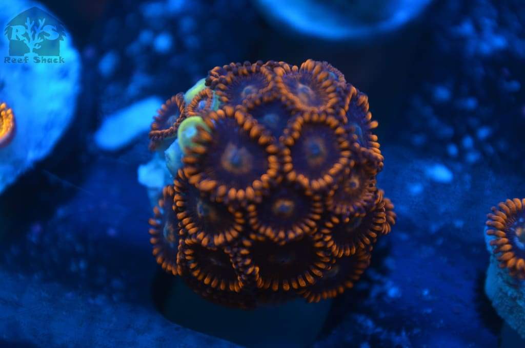 Fire And Ice Zoa Frags - JQ's ReefShack LLC