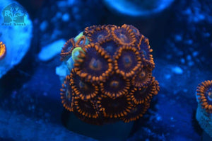 Fire And Ice Zoa Frags - JQ's ReefShack LLC