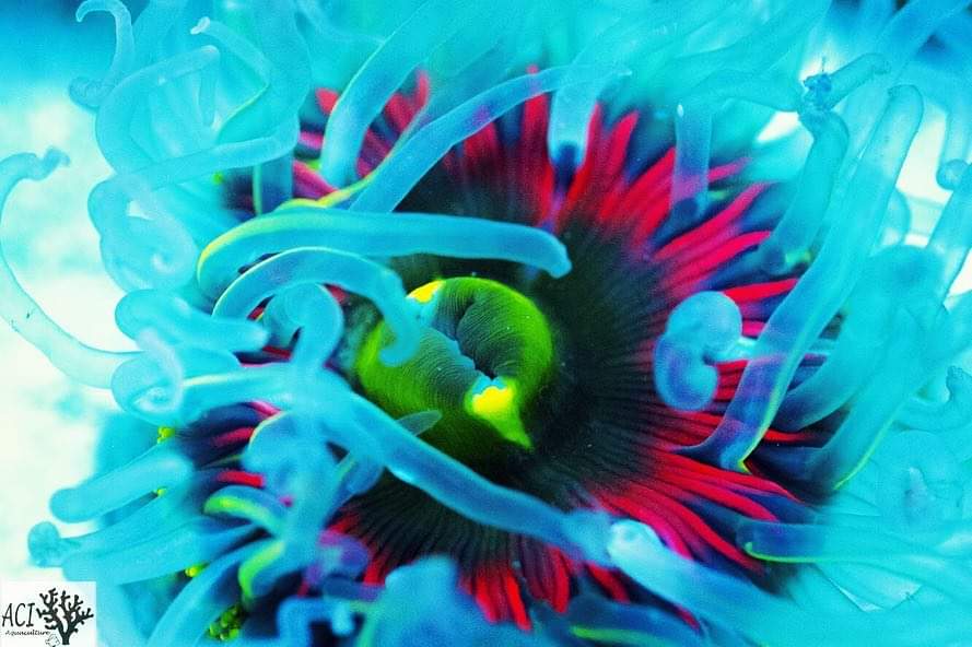 Rainbow Bottom Sea Anemones are the next big craze!