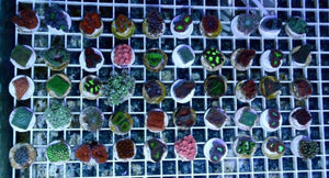10 pack Mixed LPS Aquacultured Coral Frags Free Shipping - JQ's ReefShack LLC