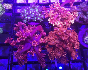 Aquacultured Ultra Goniopora Frag (Red or Purple) - JQ's ReefShack LLC