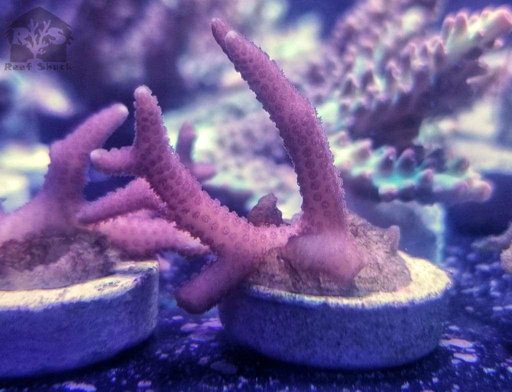 Birdnest Coral (SERIATOPORA HYSTRIX) - JQ's ReefShack LLC