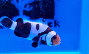 Black DaVinci Clownfish Wysiwyg - JQ's ReefShack LLC