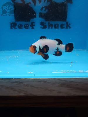 Black Ice Extreme Clownfish WYSIWYG - JQ's ReefShack LLC