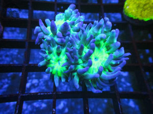 Blue Duncan Coral Frag 2 to 3 Heads - JQ's ReefShack LLC