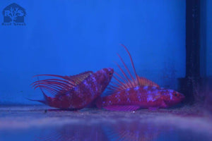 Blue Flasher Fairy Wrasse - JQ's ReefShack LLC