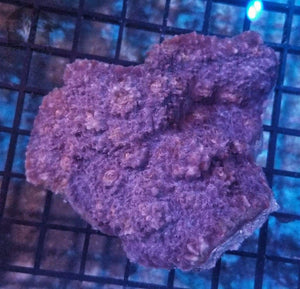Chalice Colony Pink Frags - JQ's ReefShack LLC