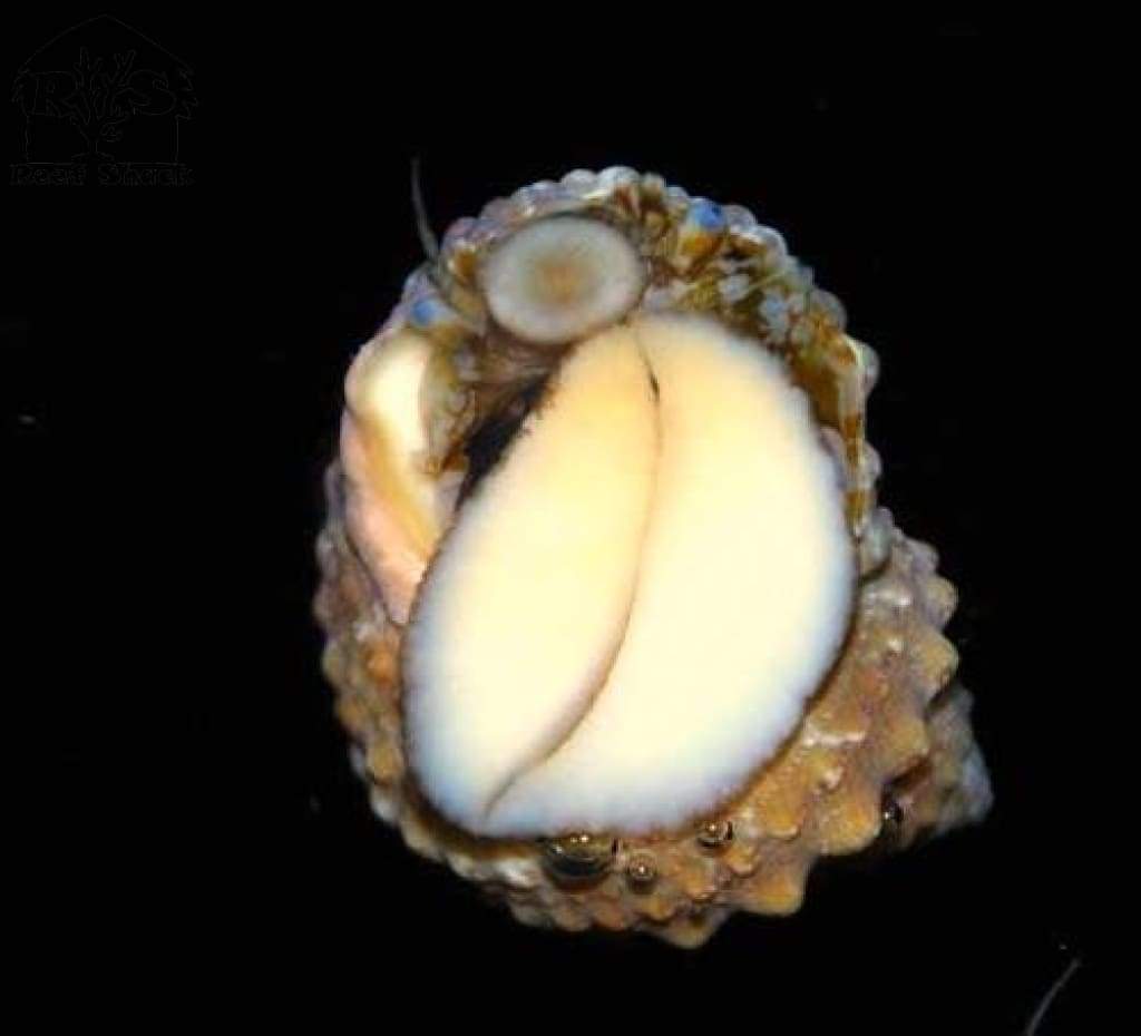 Chestnut Turbo Snail - JQ's ReefShack LLC