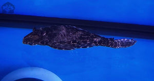 Columbian Spotted Plecostomus MED - JQ's ReefShack LLC