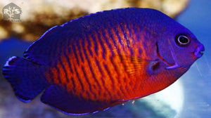 Coral Beauty Dwarf Angel Fish Med - JQ's ReefShack LLC