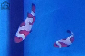 DaVinci Extreme Clownfish - JQ's ReefShack LLC
