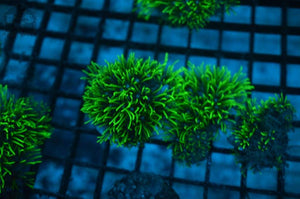 Electric Green GSP (Green Star Polyps) - JQ's ReefShack LLC