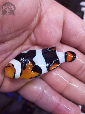 Extreme Onyx Picasso Helmet Clownfish - JQ's ReefShack LLC