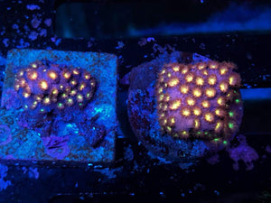 Fruity Pebbles Cyphastrea Coral - JQ's ReefShack LLC