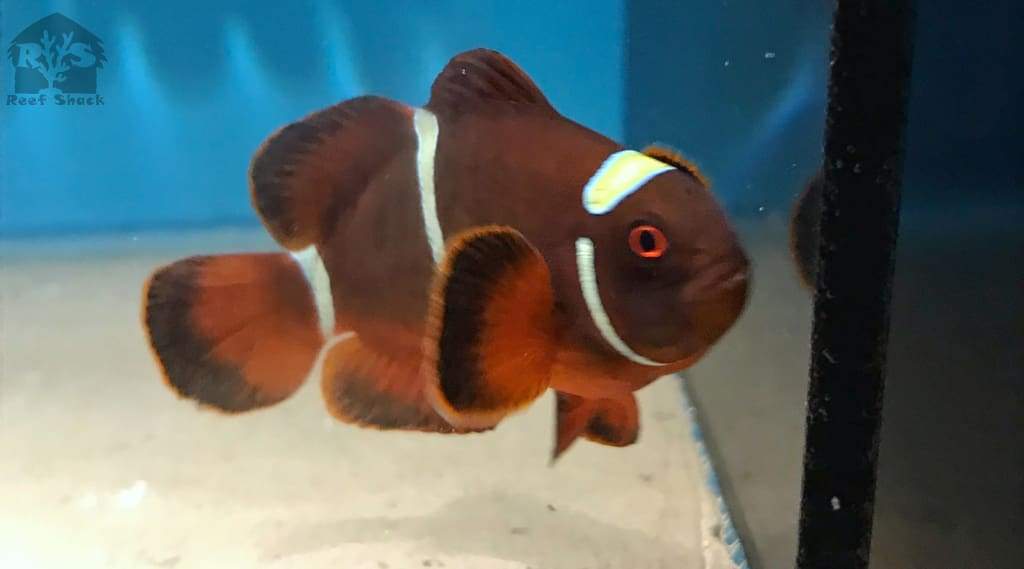 Gold Stripe Maroon Clownfish Wysiwyg - JQ's ReefShack LLC