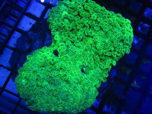Green Anchor Coral ( Euphyllia Ancora- Budding) - JQ's ReefShack LLC