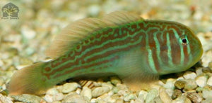 Green Clown Goby - JQ's ReefShack LLC