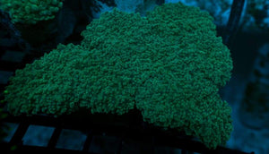 Green Frogspawn Colonies - JQ's ReefShack LLC