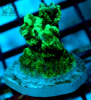Green Hydnophora Coral WYSIWYG - JQ's ReefShack LLC