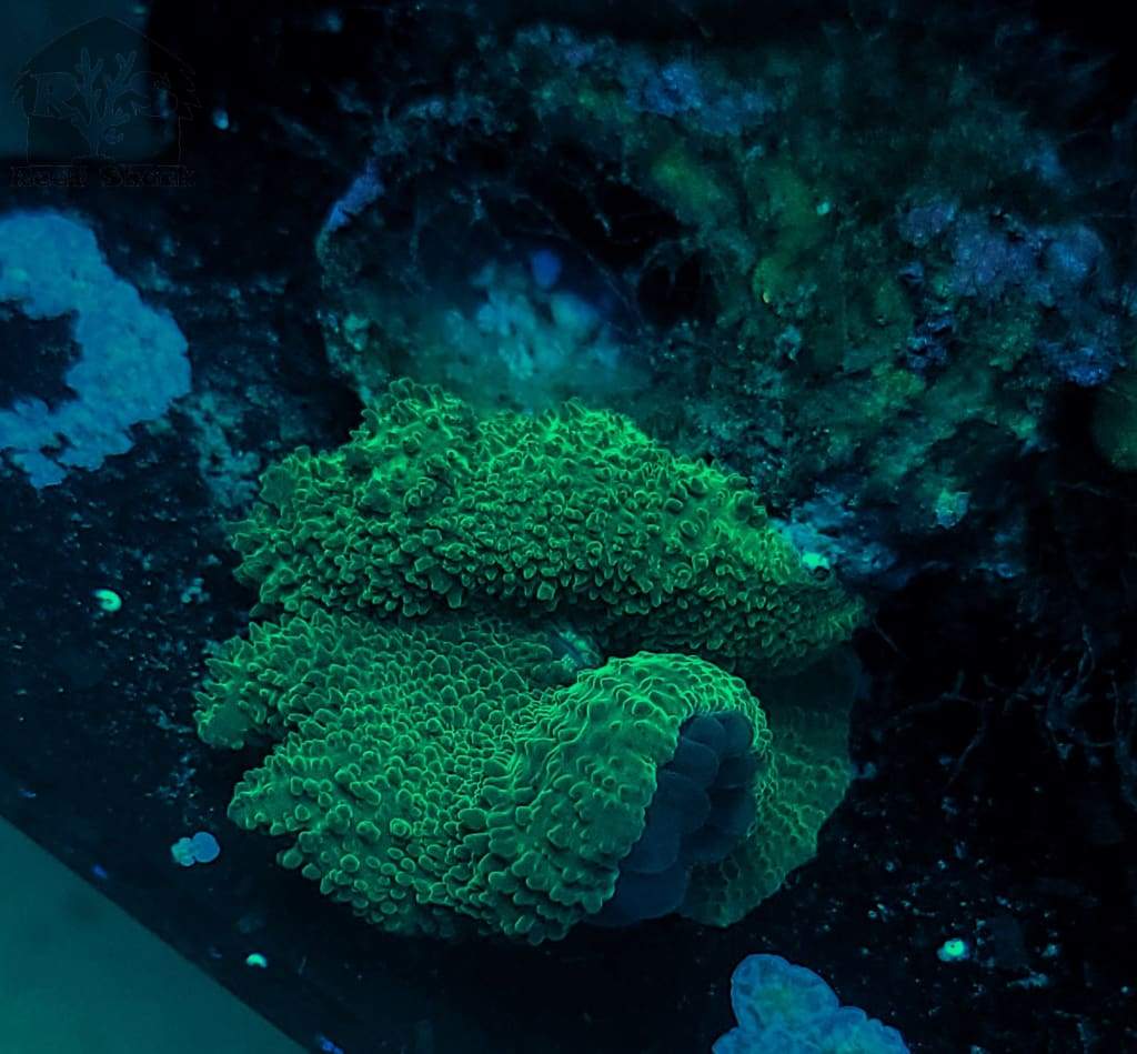 Green Mushroom Coral Frag - JQ's ReefShack LLC