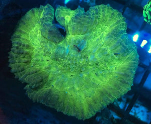 Green Symphyllia Coral - JQ's ReefShack LLC