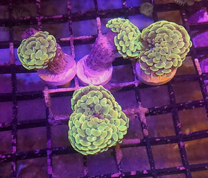 Indo Gold / Yellow Hammer Coral - JQ's ReefShack LLC