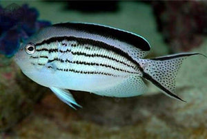 Lamarck Angelfish "Genicanthus lamarck" - JQ's ReefShack LLC