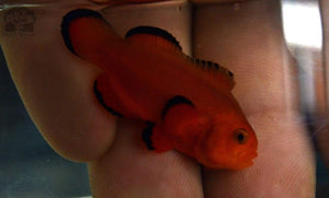 Naked Clown fish 1.5" - JQ's ReefShack LLC