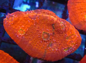Neon Orange Chalice Coral - JQ's ReefShack LLC