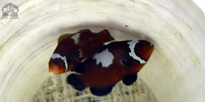 *New Release* Sunset Lightning Clown fish 1.5" - JQ's ReefShack LLC