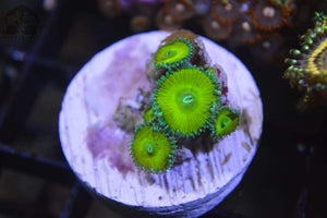 Nuclear Green Palythoas - JQ's ReefShack LLC