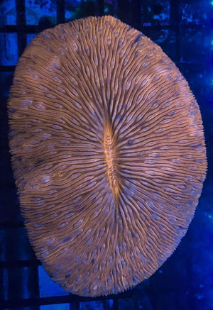 Orange Fungia Tongue Plate Coral - JQ's ReefShack LLC