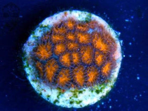 Orange Leptastrea Coral - JQ's ReefShack LLC