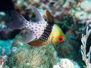 Pajama Cardinal Fish 1" to 1.5" - JQ's ReefShack LLC