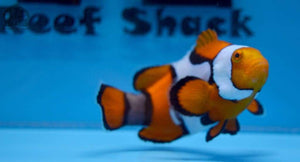 Picasso Percula Clownfish Purple Tail - JQ's ReefShack LLC