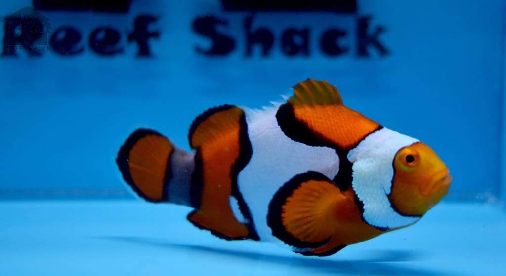 Picasso Percula Clownfish Purple Tail - JQ's ReefShack LLC
