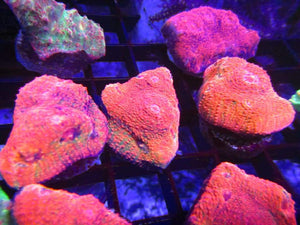 Pink Chalice coral 1.5 inch - JQ's ReefShack LLC
