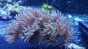 Pink Tip Aussie Elegance Coral - JQ's ReefShack LLC