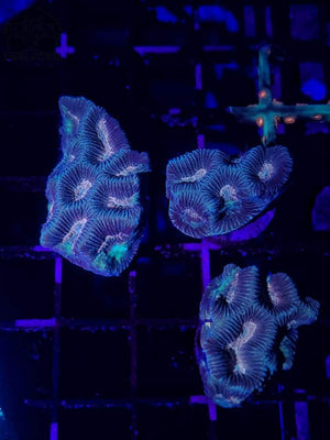 Platygyre Maze Coral Frags