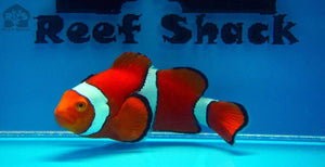 PNG Percula Clownfish XL - JQ's ReefShack LLC