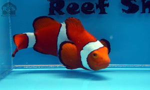 PNG Percula Clownfish XL - JQ's ReefShack LLC