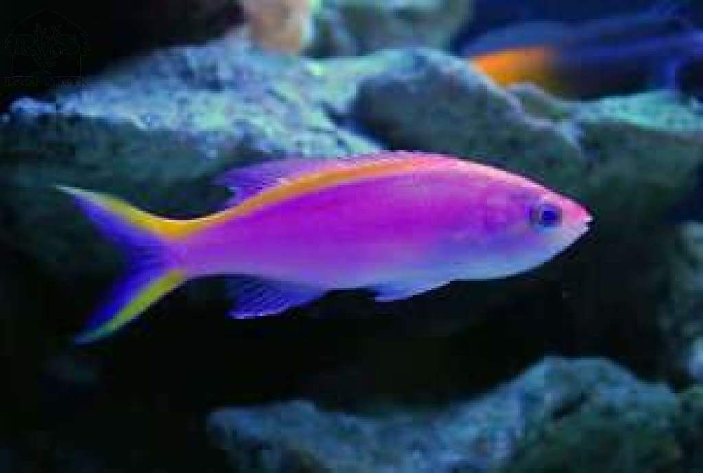 Purple Queen Anthia Female 2.5" - JQ's ReefShack LLC