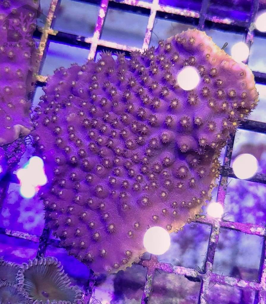Purple Scroll Corals