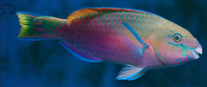 Quoyi Parrotfish (Reef Safe) Lg - JQ's ReefShack LLC