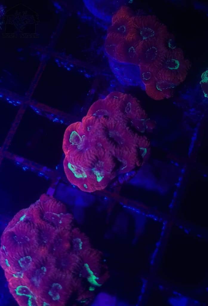 Red Favia Frags