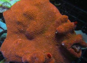 Red Montipora colony - JQ's ReefShack LLC