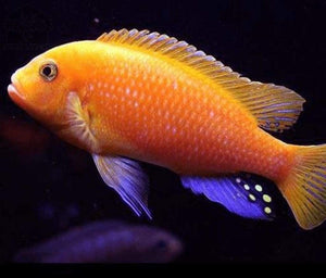 Red Zebra Cichlid