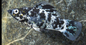 Saltwater Acclimated Dalmatian Mollies Med - JQ's ReefShack LLC