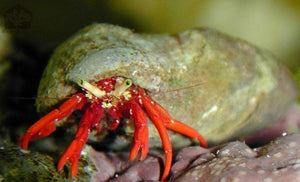 Sea of Cortez Red Leg Crabs - JQ's ReefShack LLC
