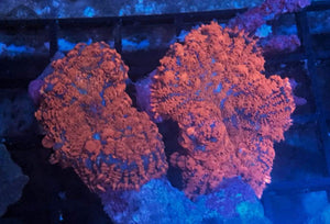 Superman Rhodactis Coral Price Per Polyp - JQ's ReefShack LLC